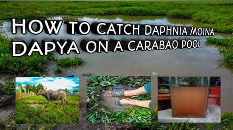 dapya fish|Daphnia .